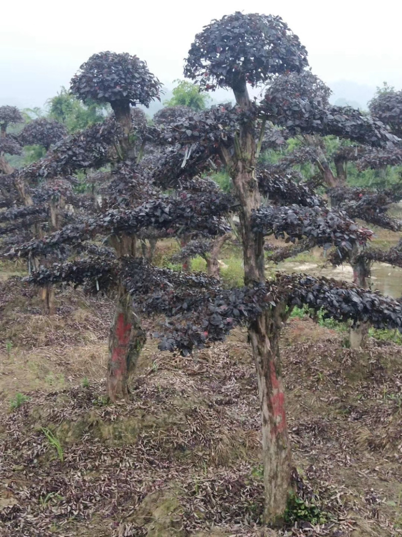 苗圃直供供应造型红花檵木桩，12-25公分，欢迎选购咨询