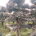 苗圃直供供应造型红花檵木桩，12-25公分，欢迎选购咨询