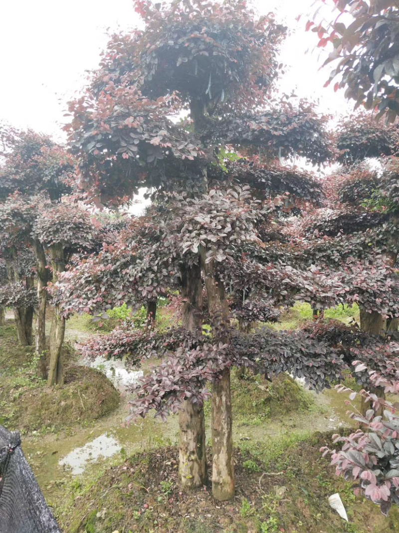 苗圃直供供应造型红花檵木桩，12-25公分，欢迎选购咨询