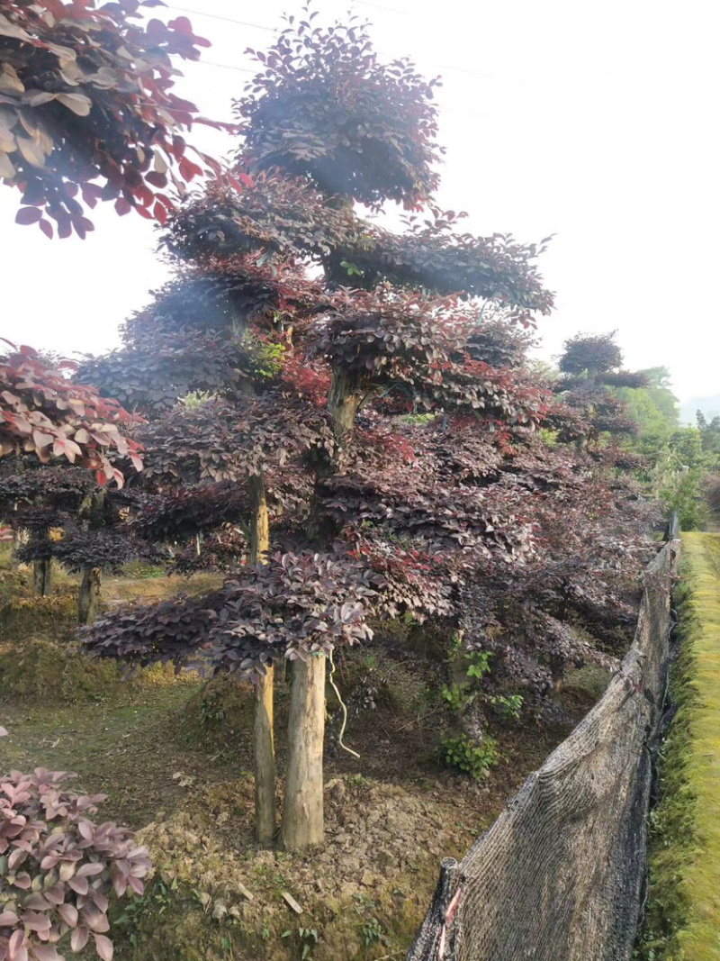 苗圃直供供应造型红花檵木桩，12-25公分，欢迎选购咨询