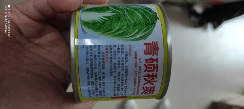 青硕秋爽大白菜种子中熟品种外叶绿色内心浅黄色风味品质优良
