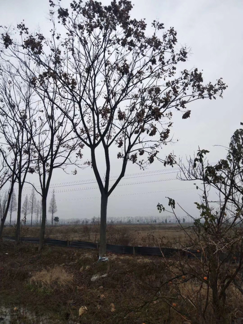 14-15公分的黄山栾树，苗圃直供，有需要的朋友联系我