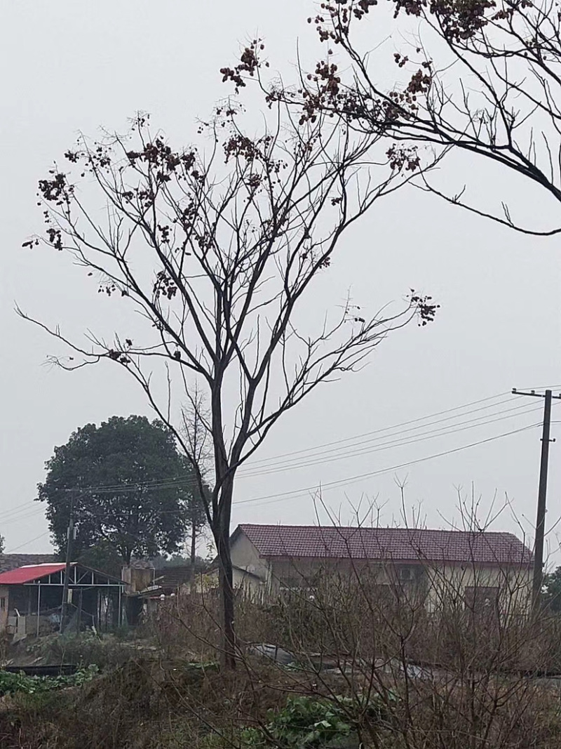 14-15公分的黄山栾树，苗圃直供，有需要的朋友联系我