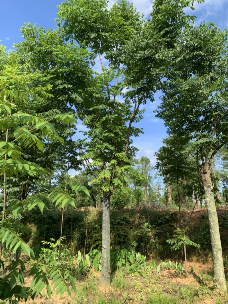14-15公分的黄山栾树，苗圃直供，有需要的朋友联系我