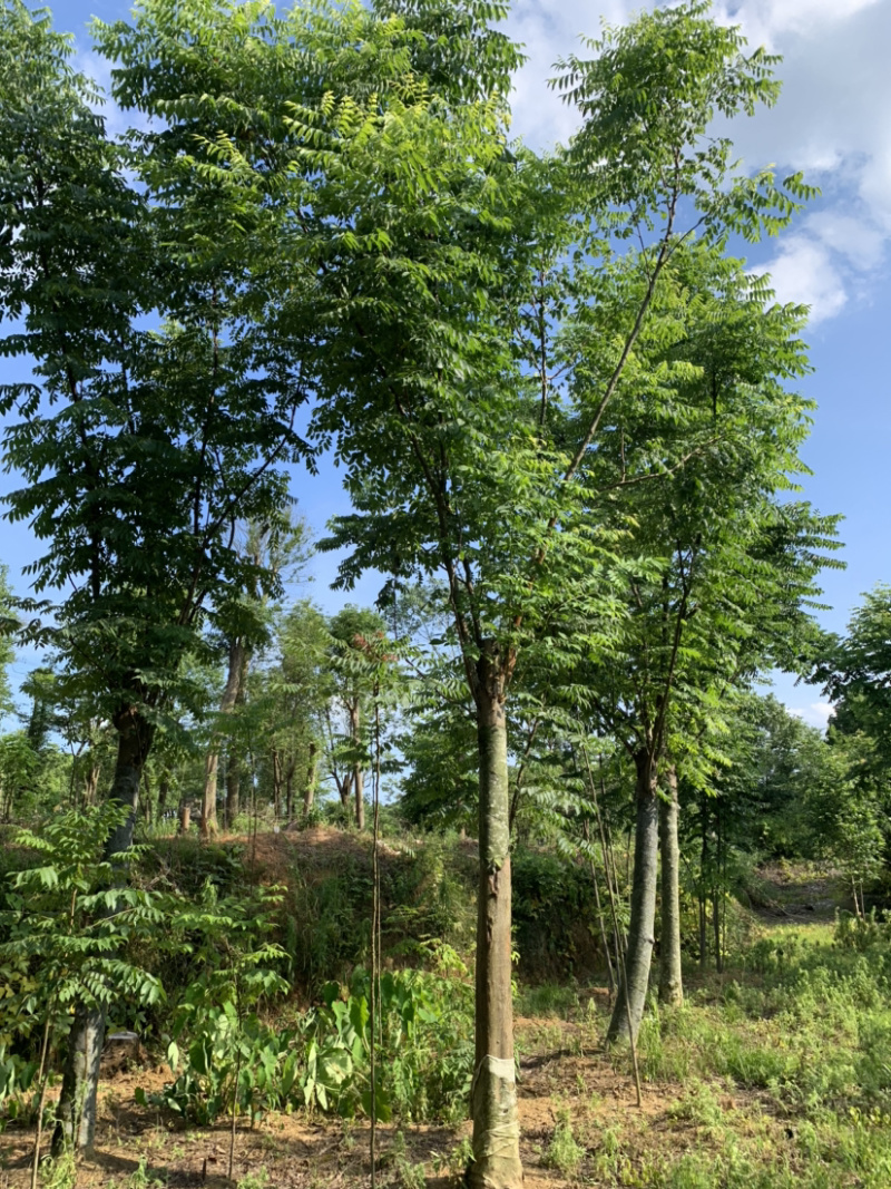 14-15公分的黄山栾树，苗圃直供，有需要的朋友联系我