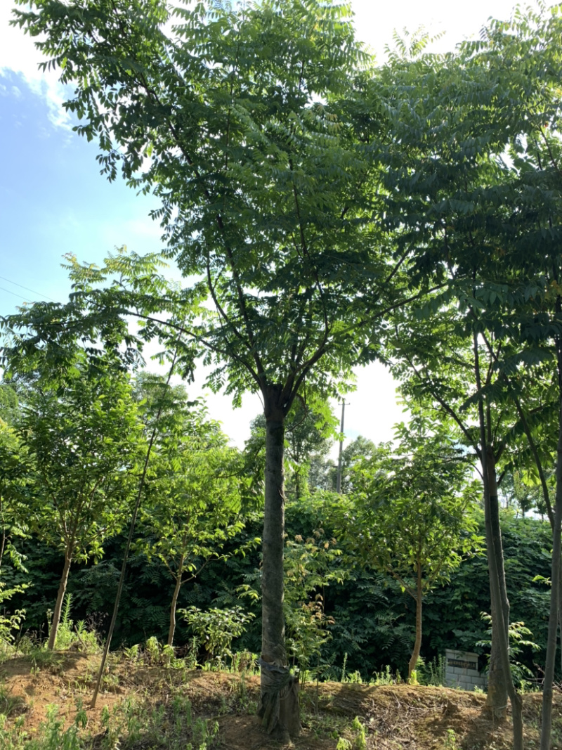 14-15公分的黄山栾树，苗圃直供，有需要的朋友联系我