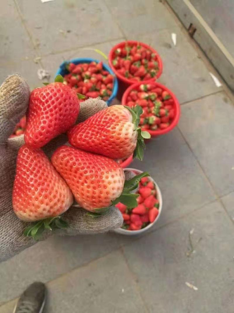 全明星草莓苗，大赛草莓苗，美13草莓苗品种真，视频看货