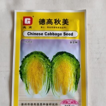 德高秋美大白菜种子属黄心类型秋白菜杂交种叶球内部黄色风味