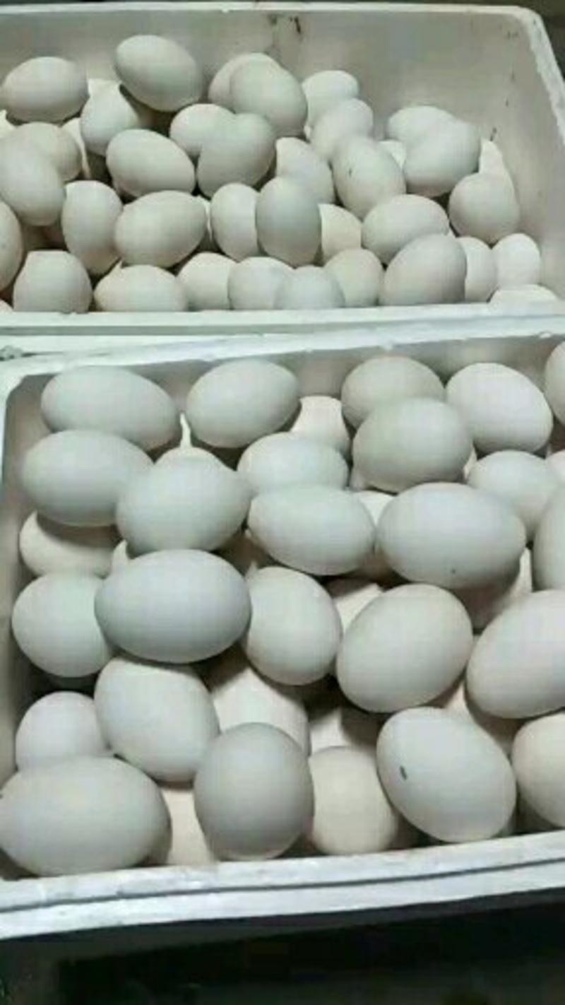 白白净净的大鹅蛋腌上。