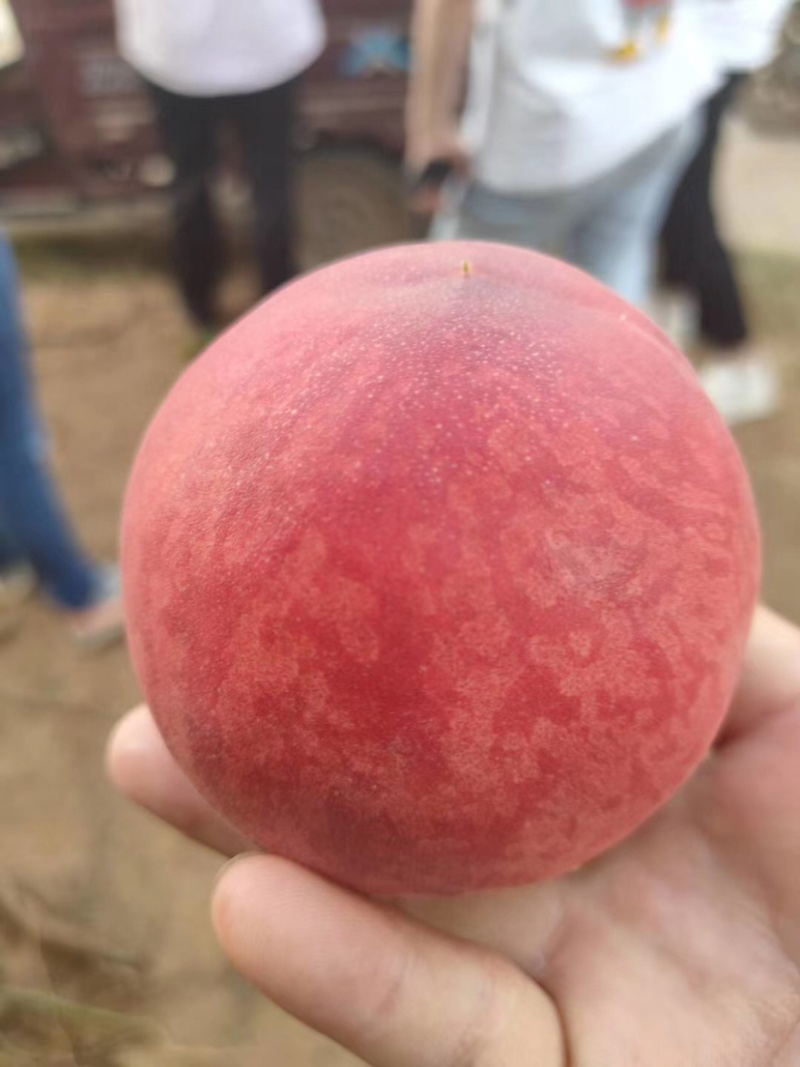 毛桃精品毛桃大量上市品种多产地直发一手货源