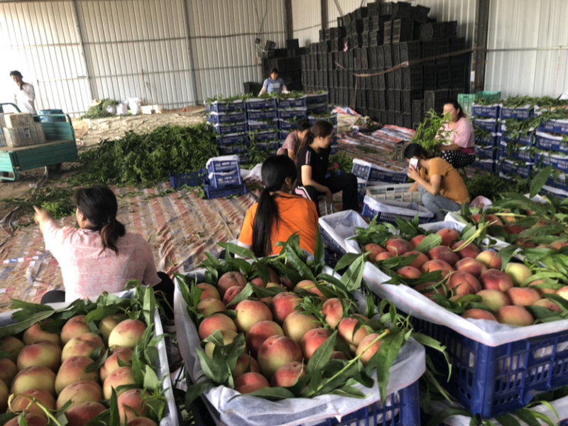 毛桃精品毛桃大量上市品种多产地直发一手货源