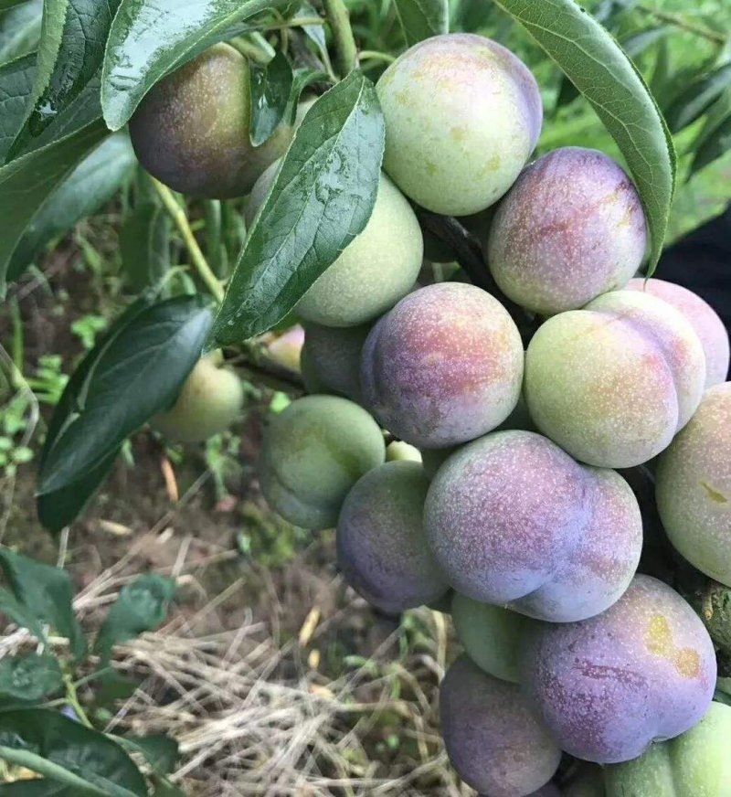 青红脆李脆甜可口（茵红李）