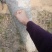 12年的沉香树。树大