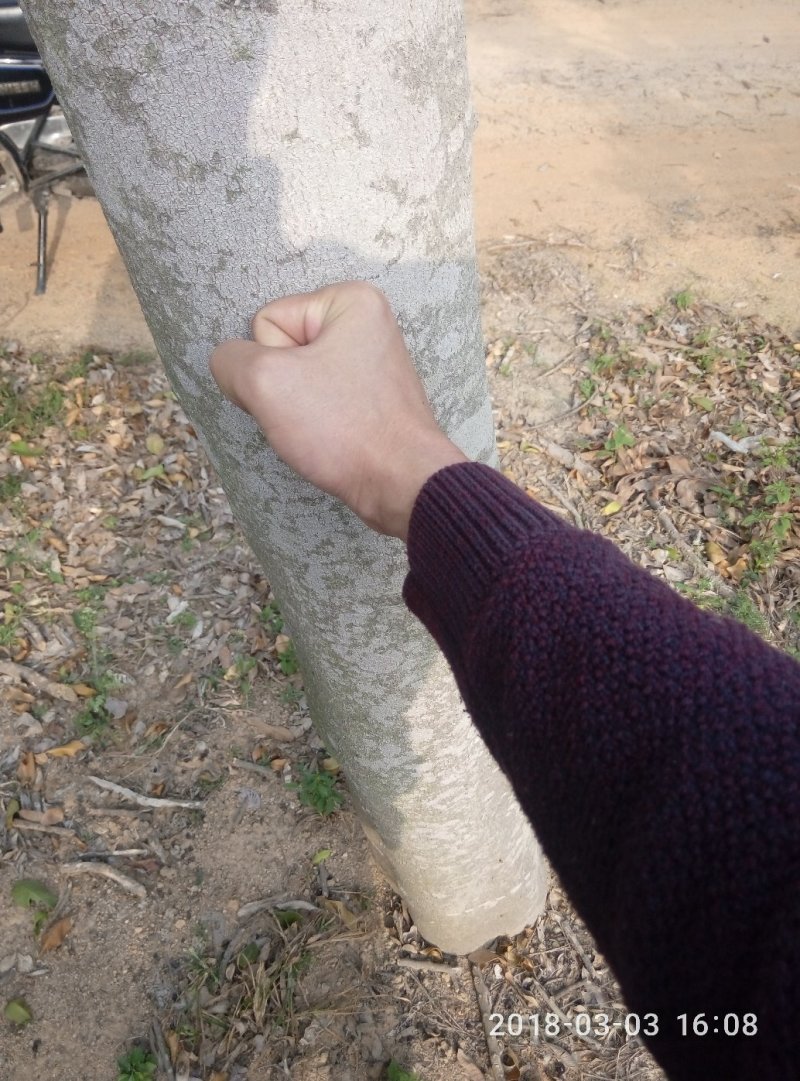 12年的沉香树。树大