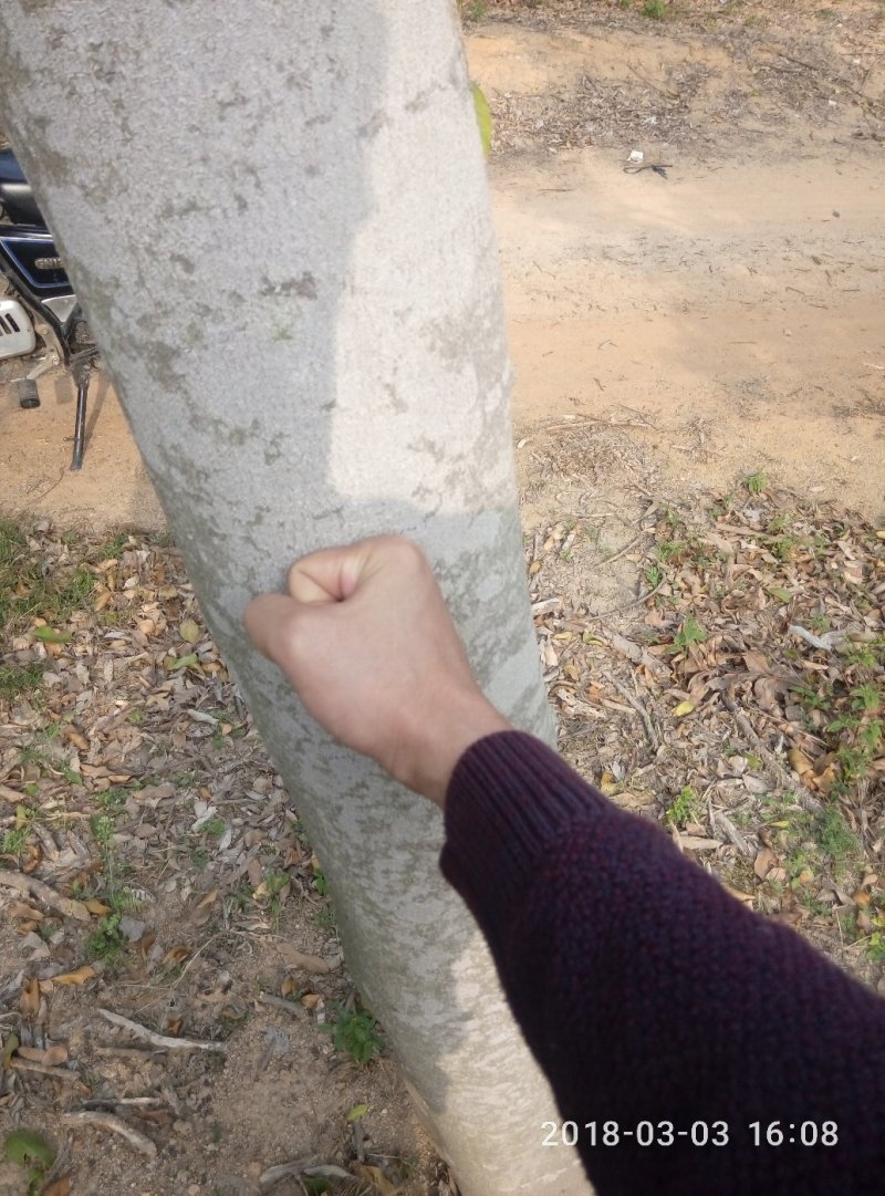 12年的沉香树。树大