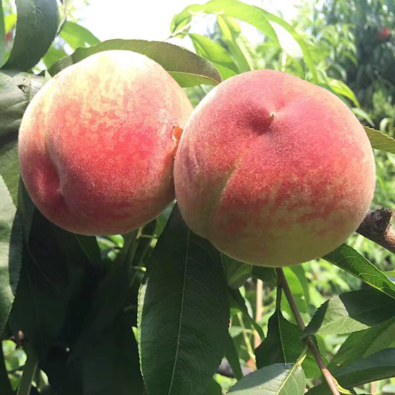 陕西蜜汁水蜜桃纯甜电商一件代发京东快递上门