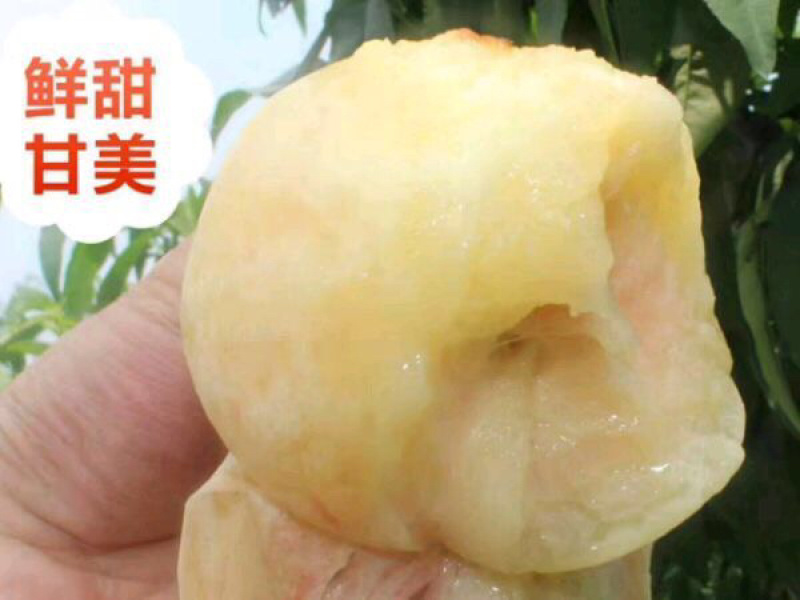 陕西蜜汁水蜜桃纯甜电商一件代发京东快递上门