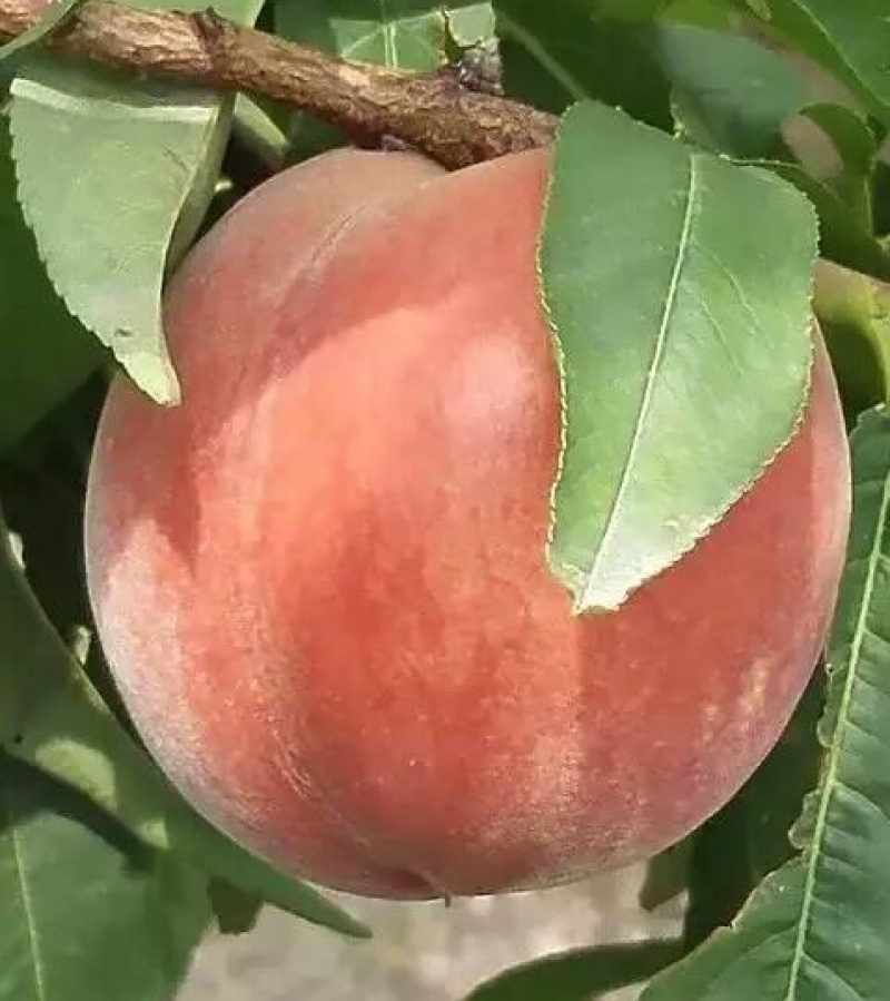 陕西蜜汁水蜜桃纯甜电商一件代发京东快递上门