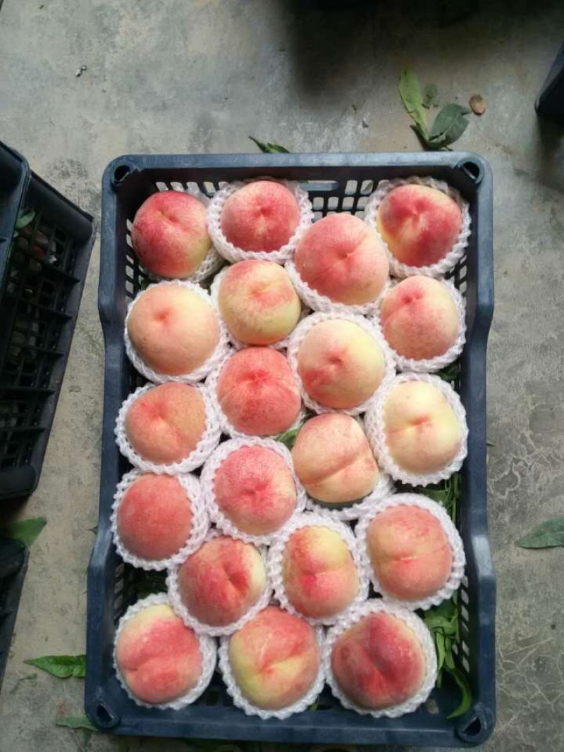陕西蜜汁水蜜桃纯甜电商一件代发京东快递上门