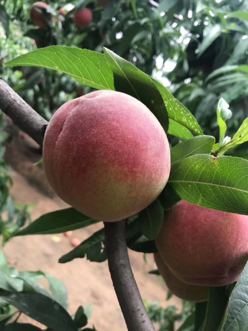 陕西蜜汁水蜜桃纯甜电商一件代发京东快递上门