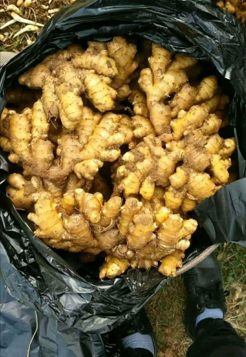 窖藏小黄姜【水洗姜/风干姜/沙土姜】保质保量坏烂包赔