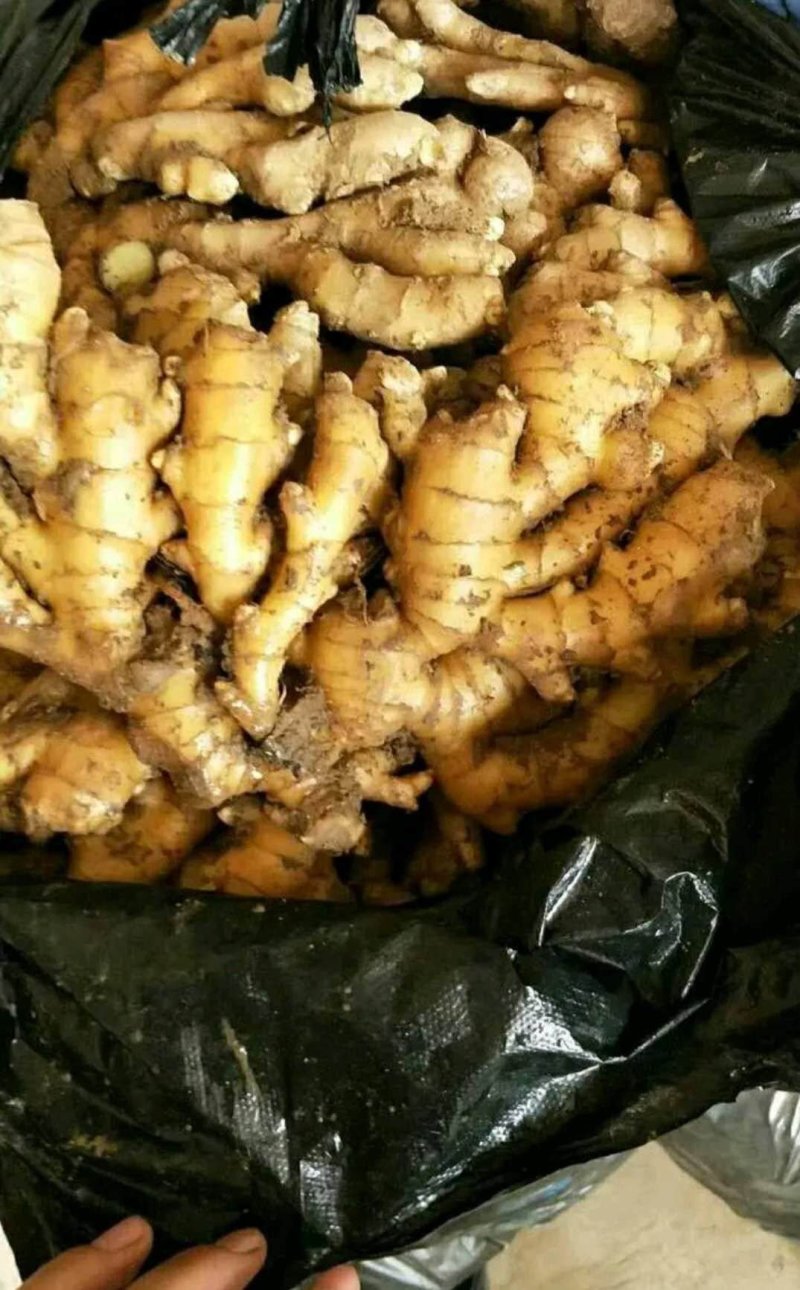 窖藏小黄姜【水洗姜/风干姜/沙土姜】保质保量坏烂包赔