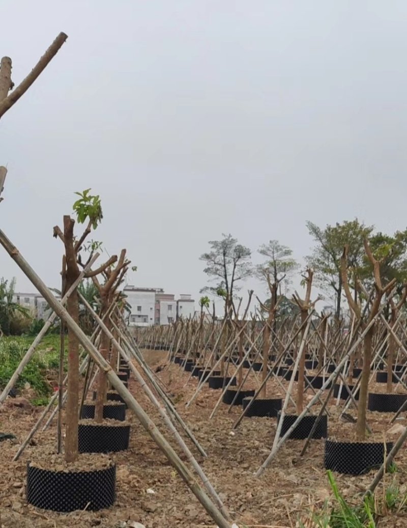 直供PVC控根器围树头黑胶片园林花木场移植胶板泥土围