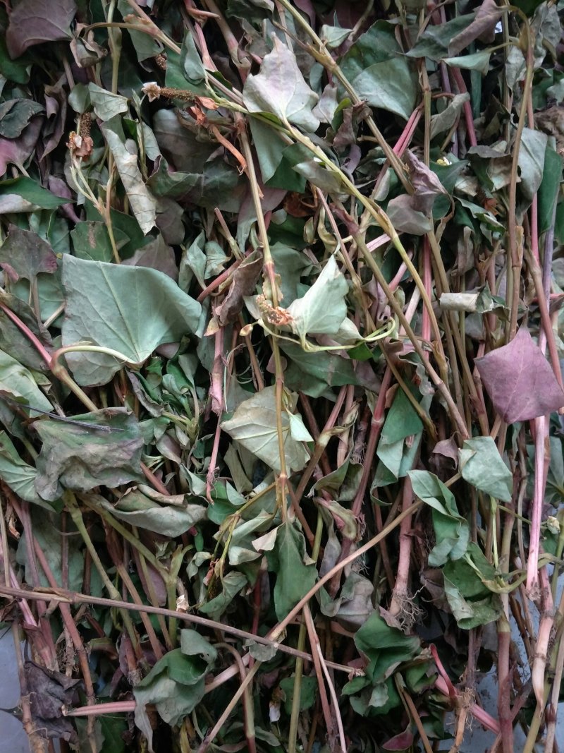 药用鱼腥草