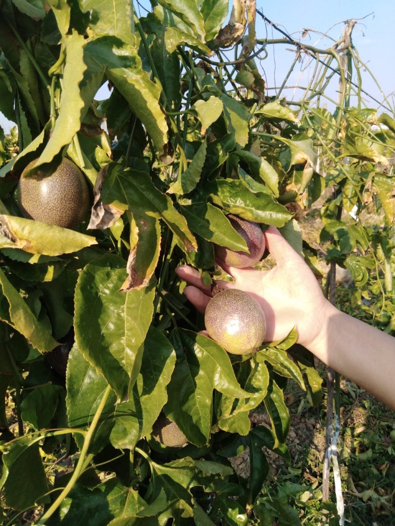 赣南农家肥生态种植百香果，一件代发，品质保证