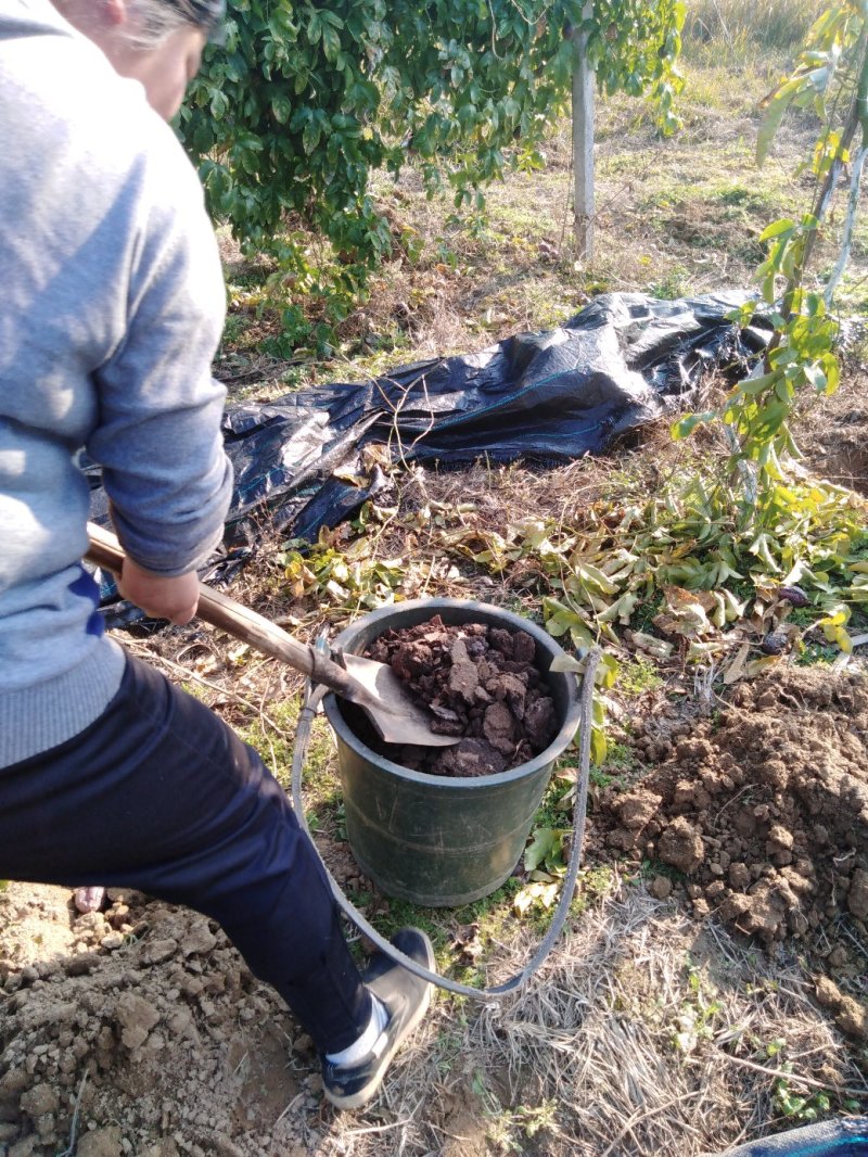 赣南农家肥生态种植百香果，一件代发，品质保证