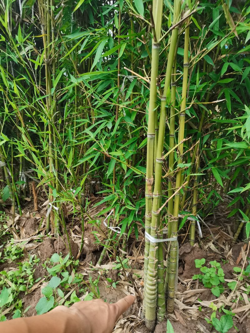 罗汉竹，各种规格，大量供货有需要的老板电话联系