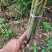 罗汉竹，各种规格，大量供货有需要的老板电话联系