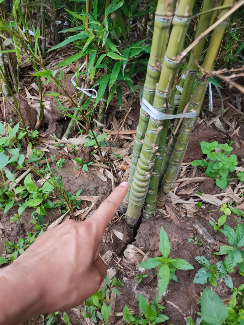 罗汉竹，各种规格，大量供货有需要的老板电话联系