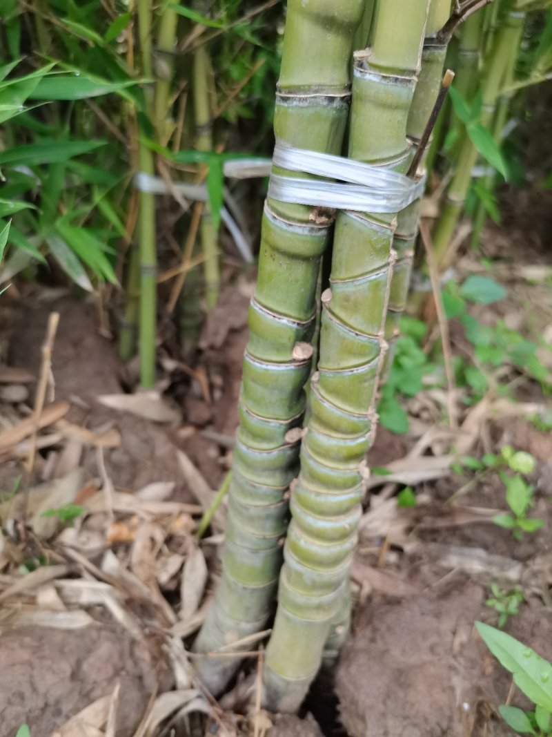 罗汉竹，各种规格，大量供货有需要的老板电话联系