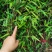 罗汉竹，各种规格，大量供货有需要的老板电话联系