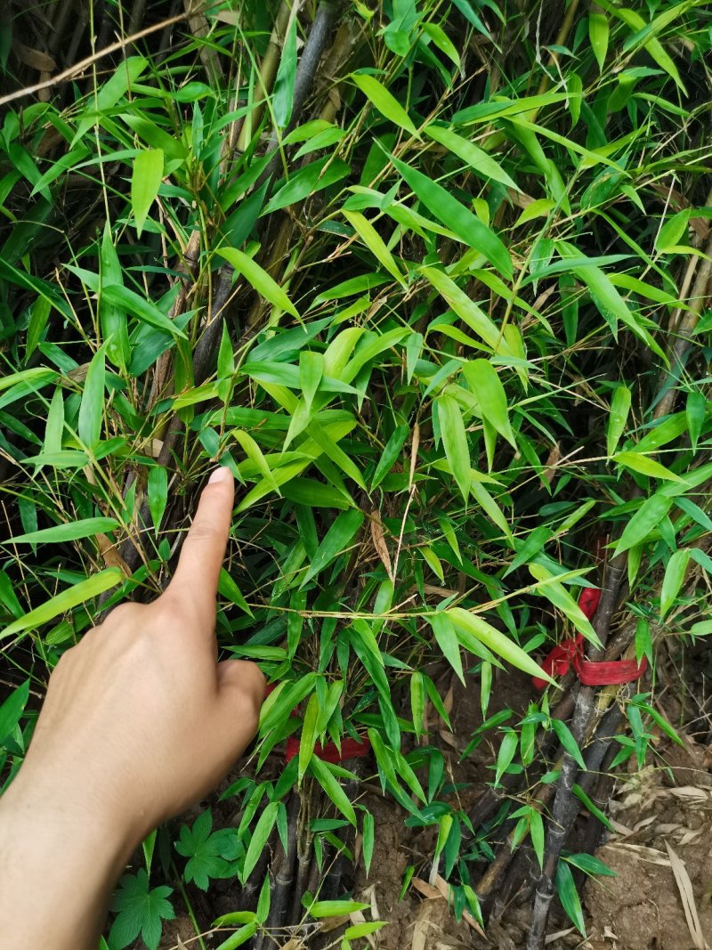 罗汉竹，各种规格，大量供货有需要的老板电话联系