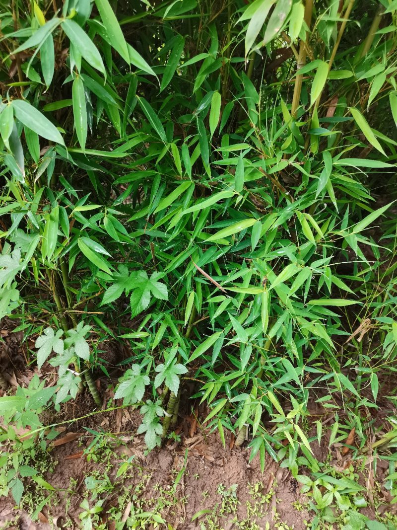 罗汉竹，各种规格，大量供货有需要的老板电话联系