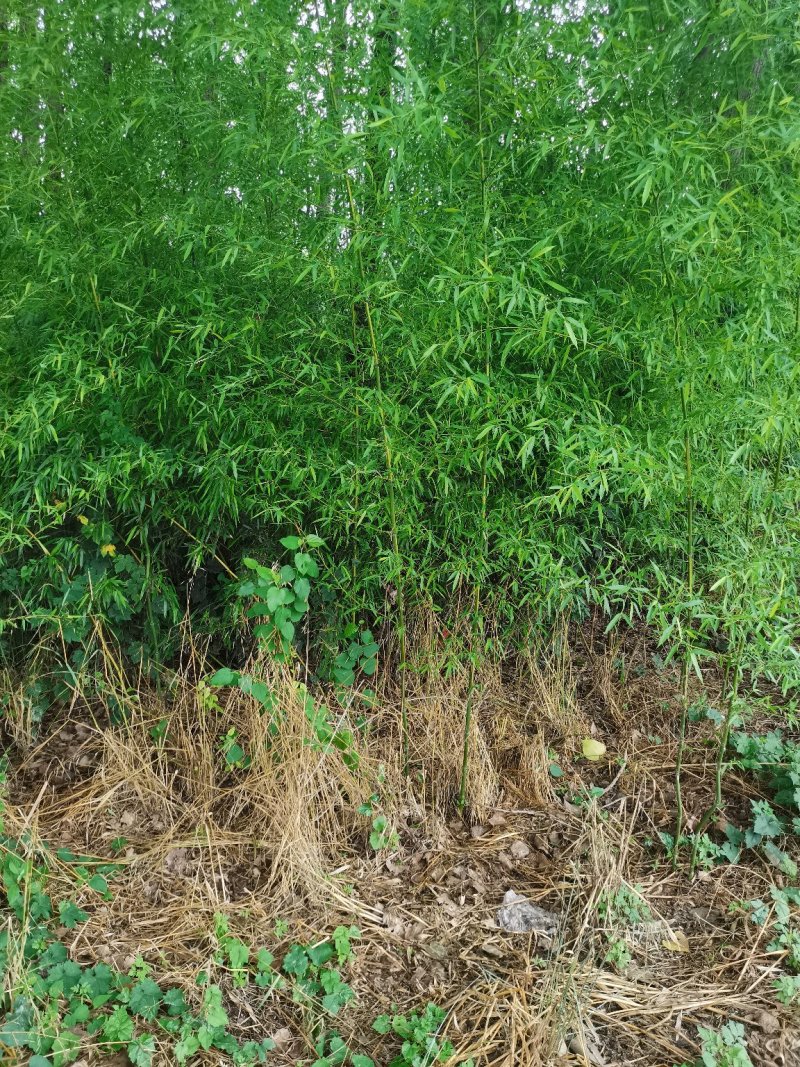 罗汉竹，各种规格，大量供货有需要的老板电话联系