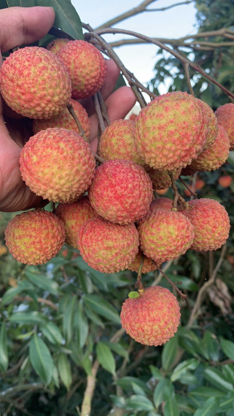 妃子笑，兰竹荔枝，