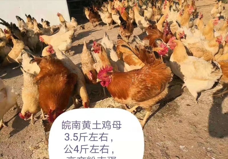 优质土鸡苗皖南黄鸡苗混苗公苗母苗