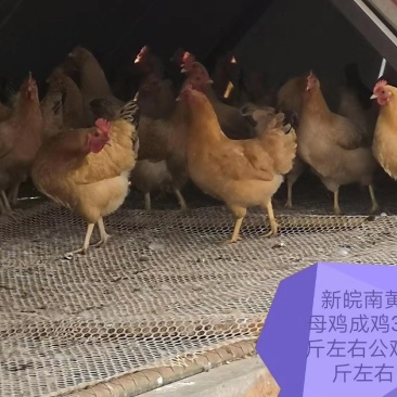 优质土鸡苗皖南黄鸡苗混苗公苗母苗