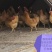 优质土鸡苗皖南黄鸡苗混苗公苗母苗