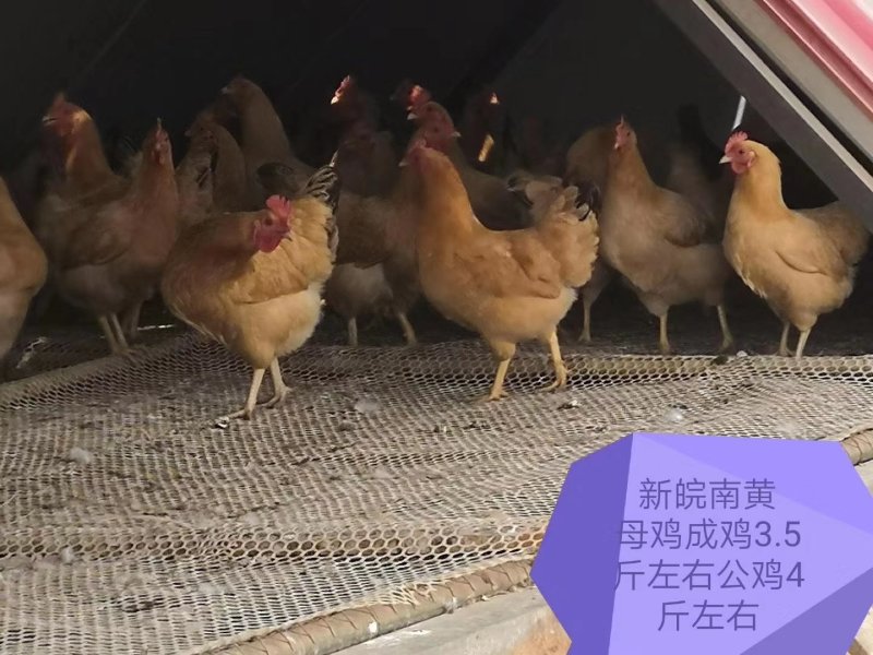 优质土鸡苗皖南黄鸡苗混苗公苗母苗