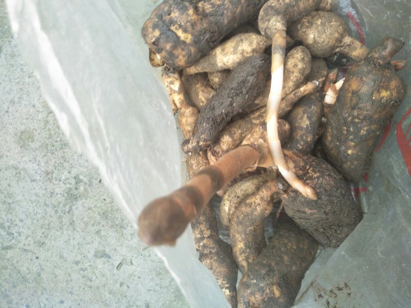 贵州大方县野生天麻，质量保证，假一赔十顺丰包邮