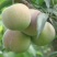 四川茵红李半边红青红脆李