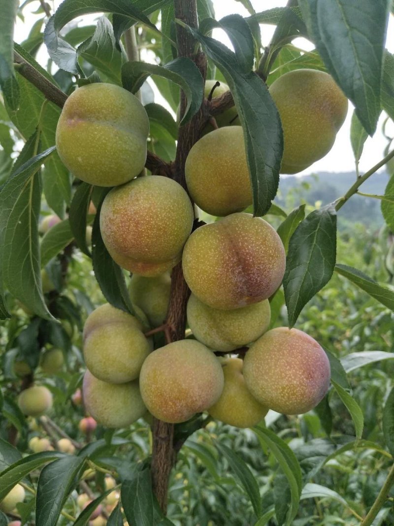 四川茵红李半边红青红脆李