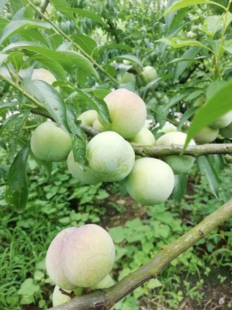 四川茵红李半边红青红脆李
