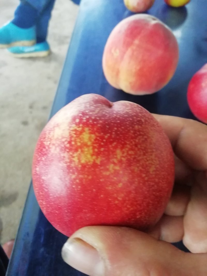 中油十九油桃（产地直销甜度高量大从优）