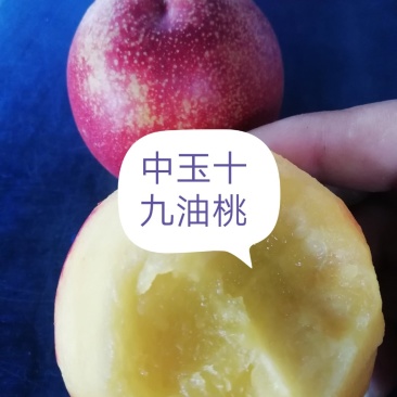 中油十九油桃（产地直销甜度高量大从优）