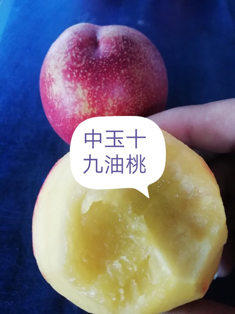 中油十九油桃（产地直销甜度高量大从优）